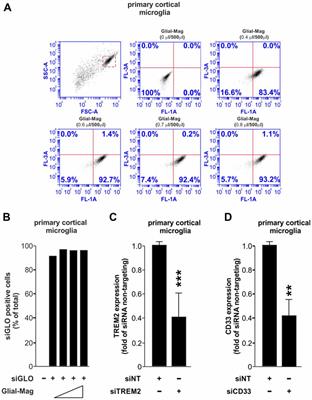 Effective Knockdown of Gene Expression in Primary Microglia With siRNA and Magnetic Nanoparticles Without Cell Death or Inflammation